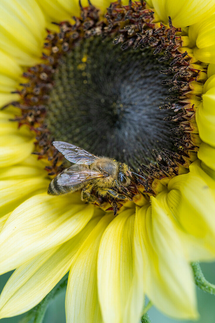 Honey bee on sunflower (Helianthus), macro lens