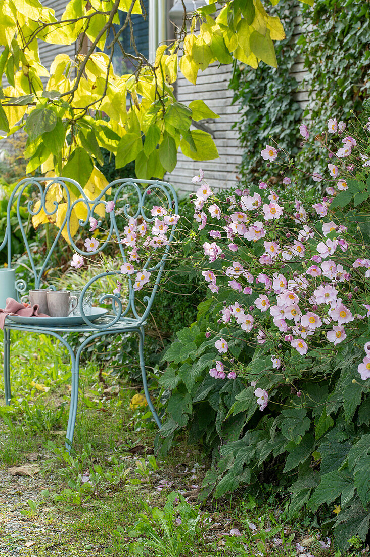 Autumn anemone (Anemone Hupehensis) in flower bed and Southern catalpa tree (Catalpa bignonioides) in garden