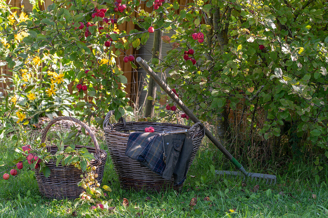 Zierapfelbaum mit reifen Früchten und Gartenwerkzeug