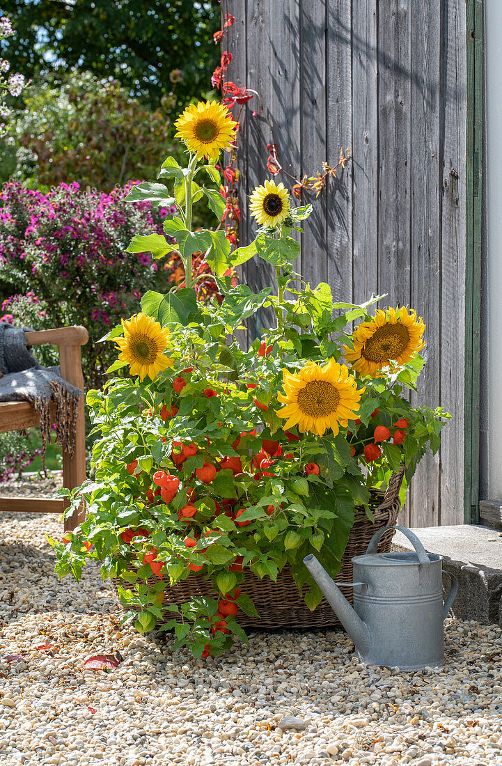 Sunflowers (Helianthus) and Chinese lantern flower (Physalis Alkekengi) in a pot as terrace decoration
