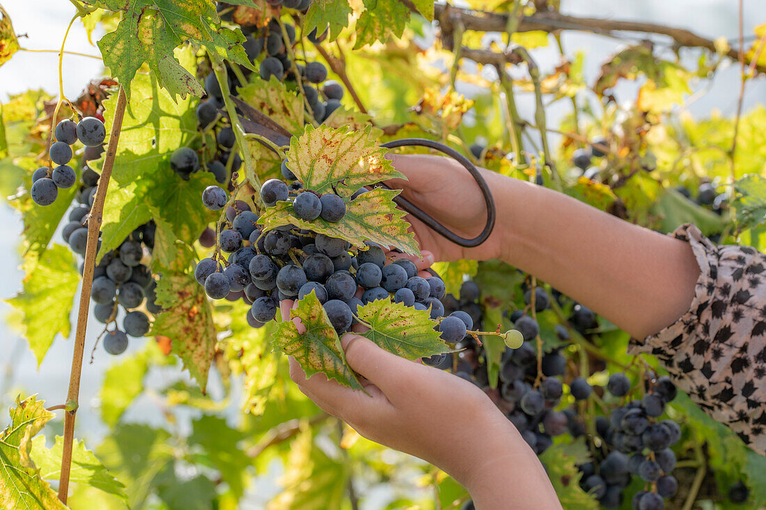 Ernte von blauen Tafeltrauben (Vitis Vinifera)