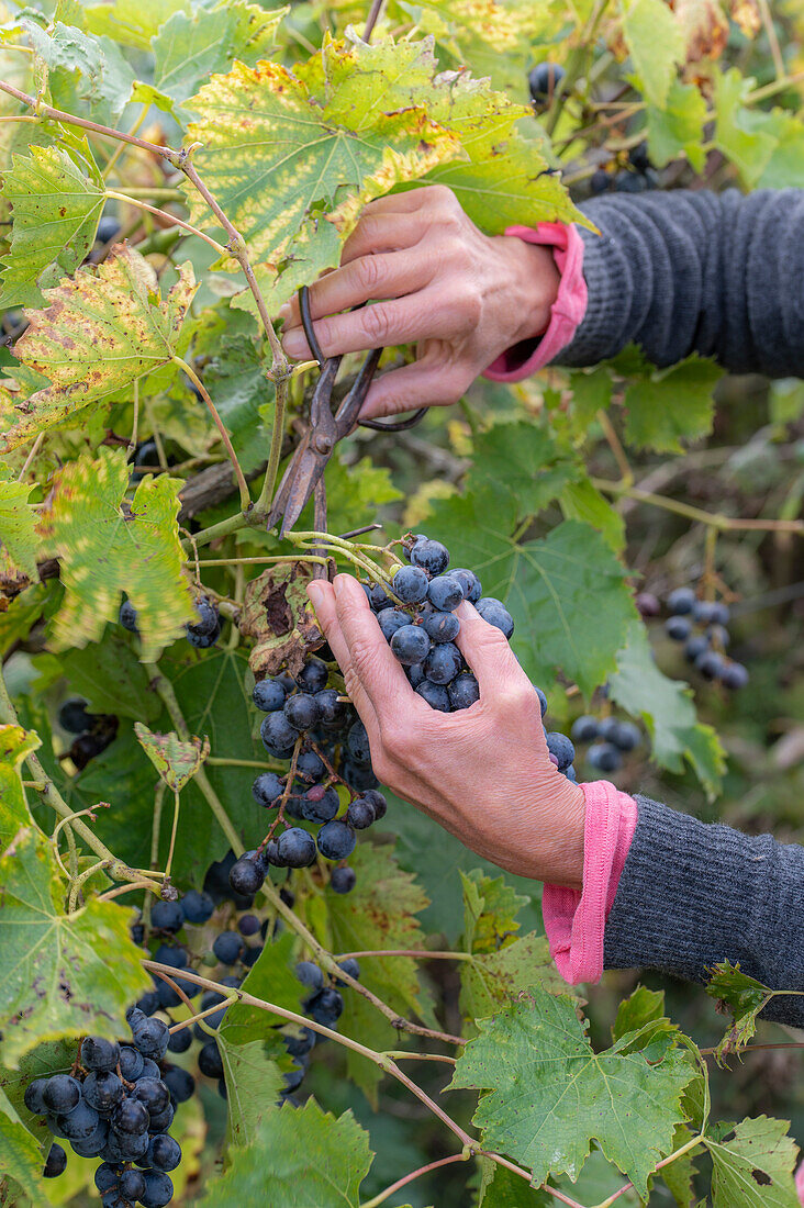 Harvesting blue table grapes (Vitis Vinifera)