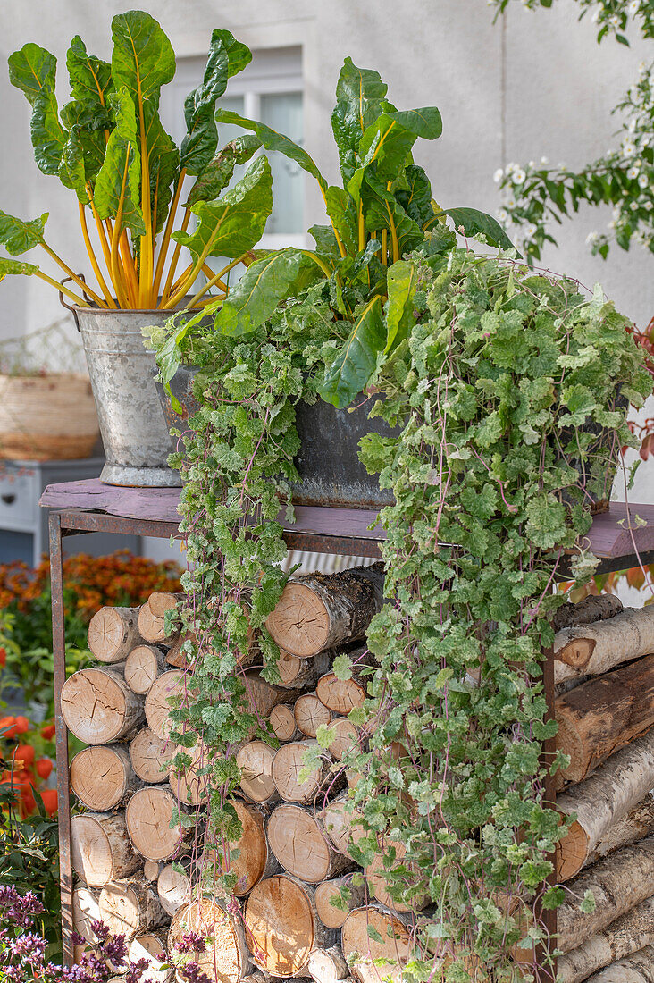 Pflanztöpfe mit Gundelrebe (Glechoma herderacea) 'Dappled Light' und Mangold auf der Terrasse