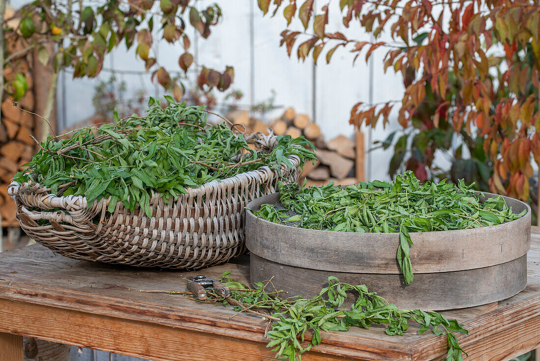 Leaves of lemon beebrush (Aloysia citrodora) after harvesting in baskets