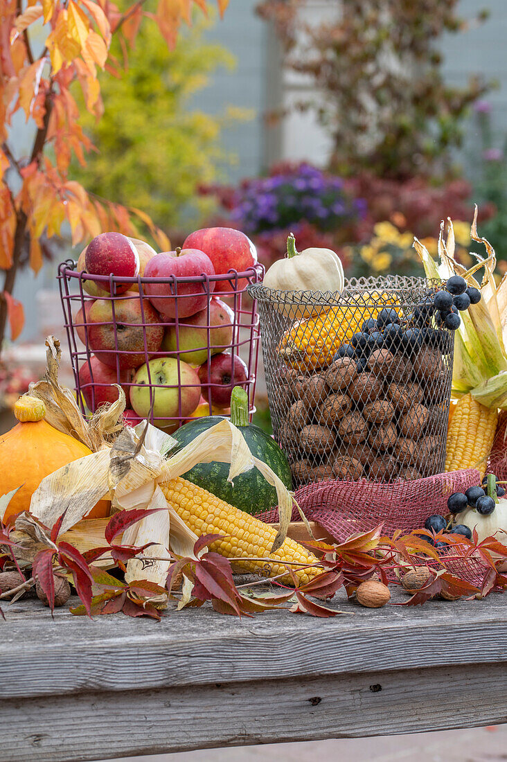 Harvest still life, apples in basket, walnuts, blue grapes, corn on the cob, pumpkin, wild vine (Parthenocissus), autumn leaves