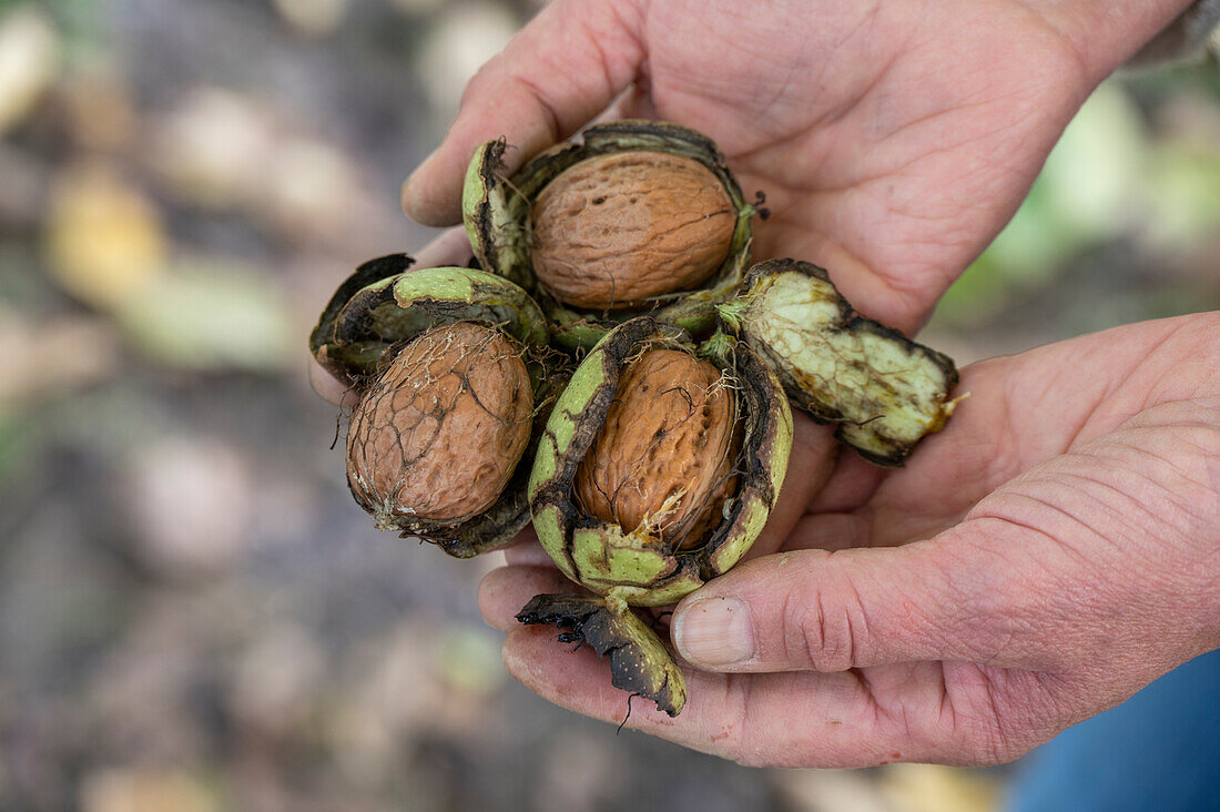 Hand holding walnuts (Juglans regia) after harvesting