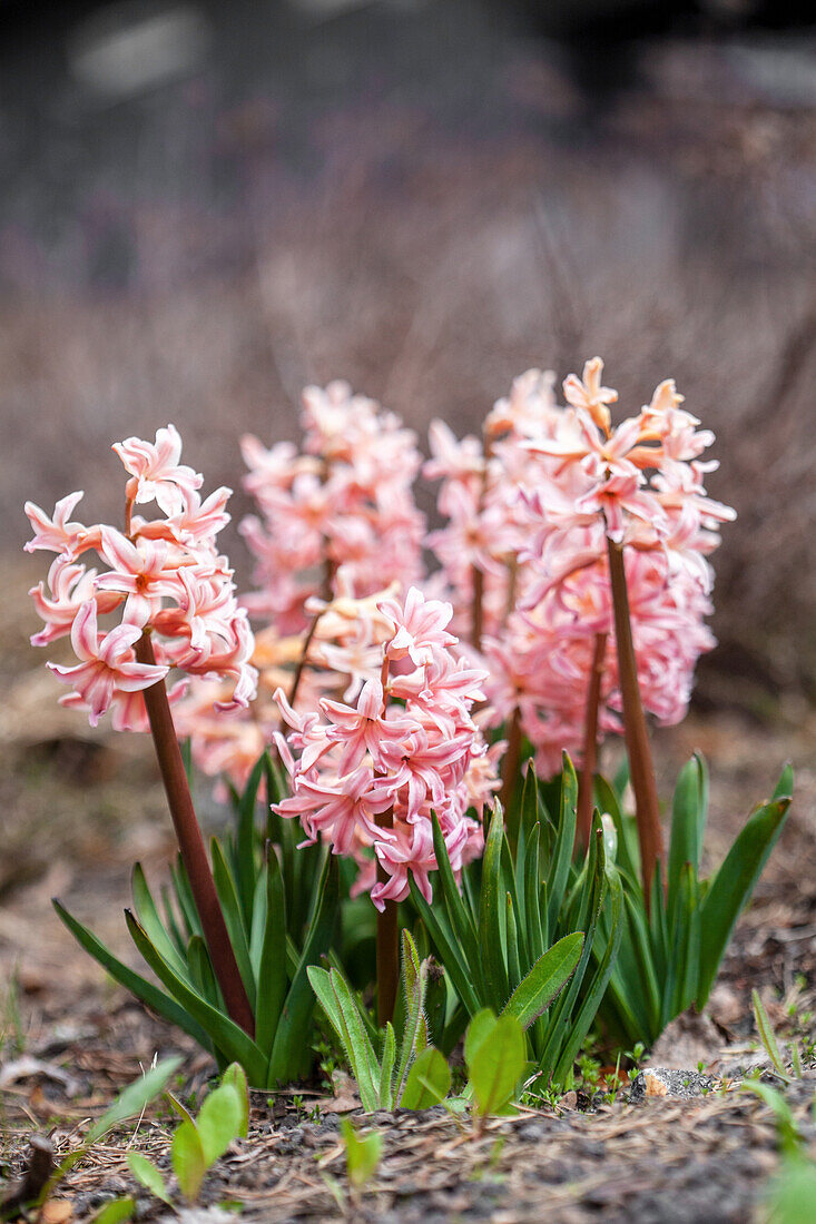 Pastel color spring hyacinths