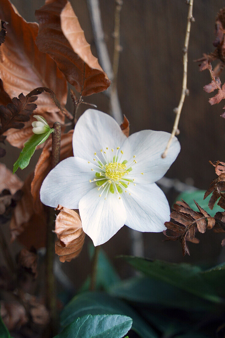 Christmas roses with dried red beech, fern, and larch branches