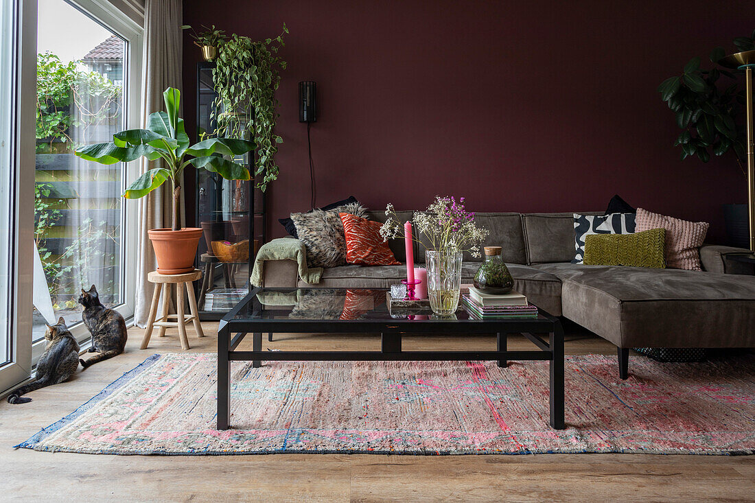 Living room with dark red wall, large carpet and houseplants