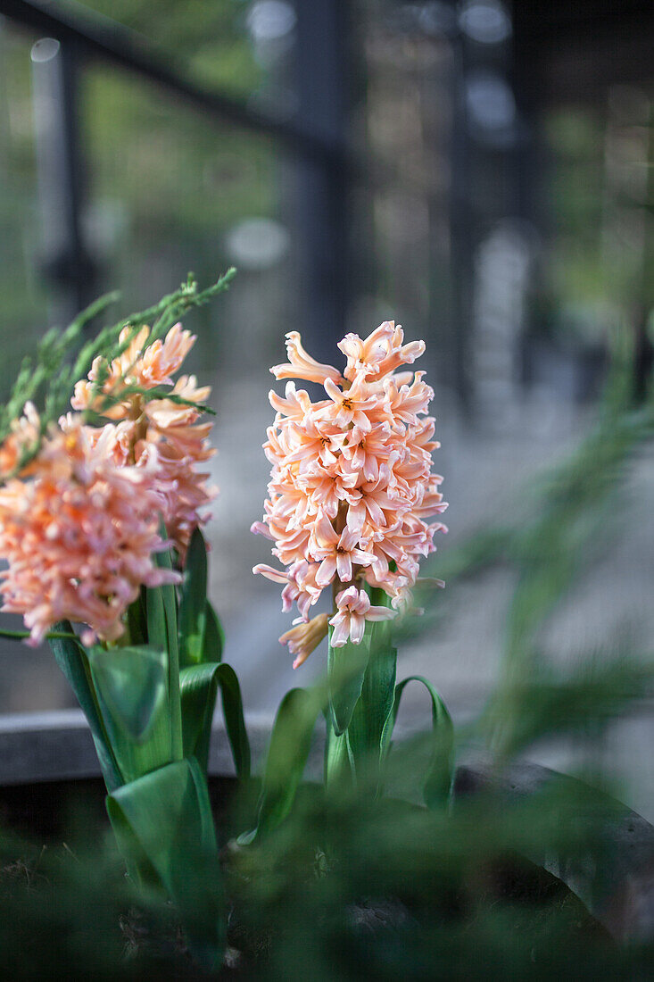 Pastel color spring hyacinth