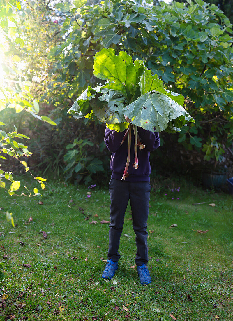 Junge hält sich Rhabarberstängel mit großen Blättern vors Gesicht