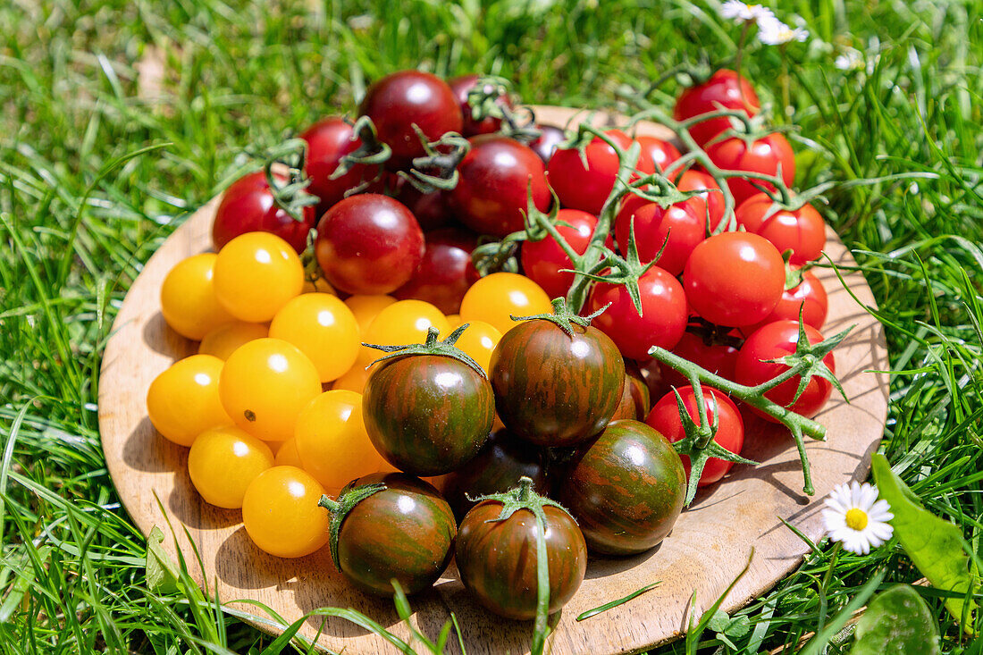 Bunte Cocktailtomaten auf Holzteller im Gras