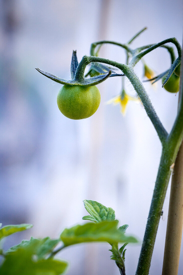 Unripe tomato on the plant