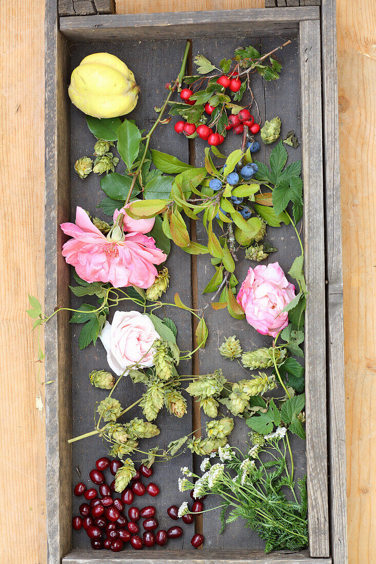 Herbs, blossoms, and fruits for liqueurs