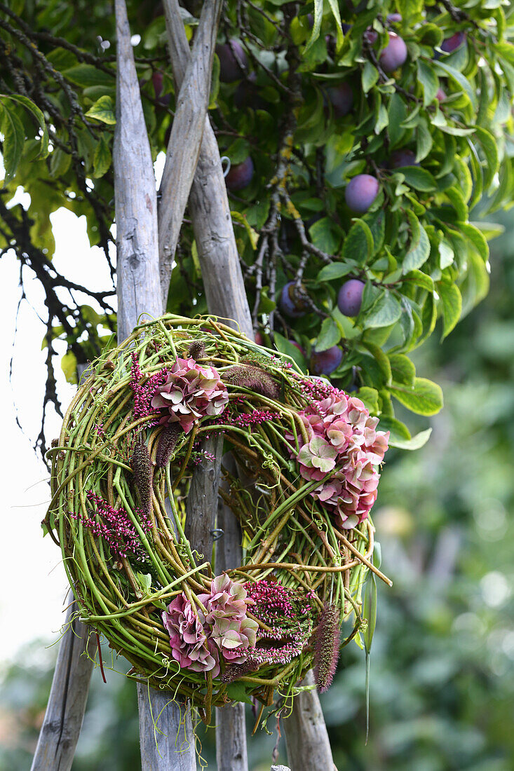 Autumn wreath of bindweed and hydrangea under plum tree