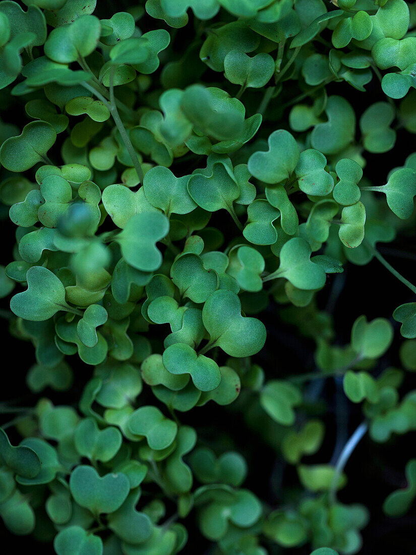 Mustard seeds (microgreens)