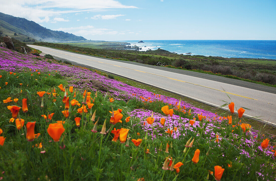 Mohnblumen und Eispflanzen blühen entlang der Big Sur Route 1; Kalifornien, Vereinigte Staaten von Amerika
