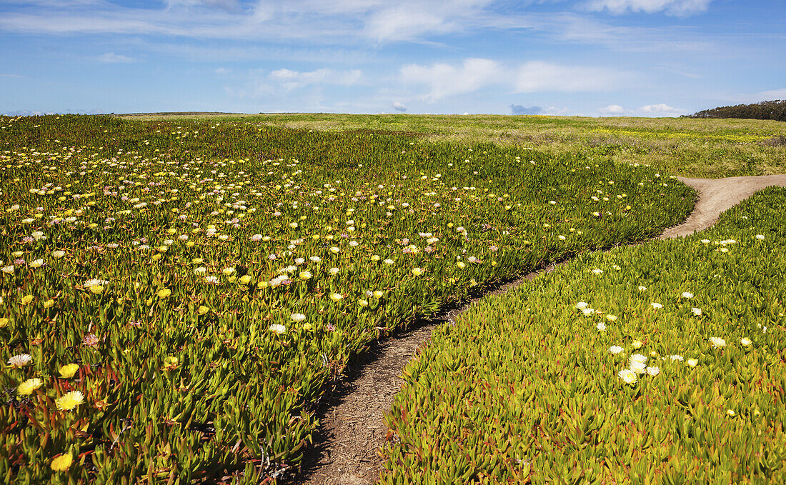 Ice Plant Flowers Blossoming On The Hills Along The Pacific Coast; California, United States Of America
