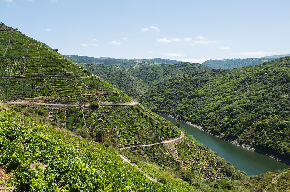 Road Along Sil River, Location Of The Famous Ribeira Sacra Vineyard; Galicia, Spain