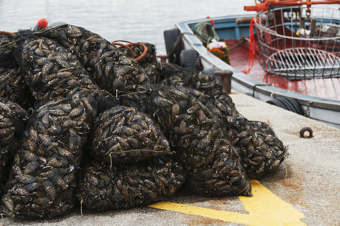 Muscheln; Sanxenxo, Galicien, Spanien