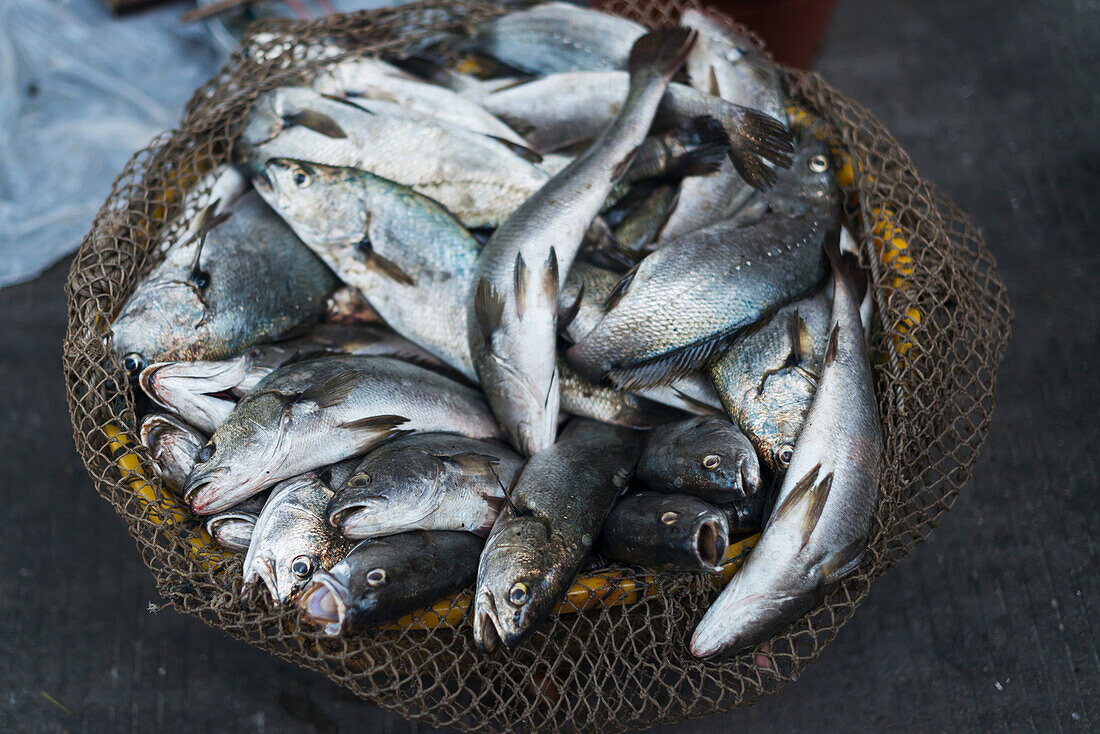 Fish Basket In Street Market From Villages Around Xiapu City, Famous Place For Chinese Traditional Fishing; Xiapu, Fujian, China