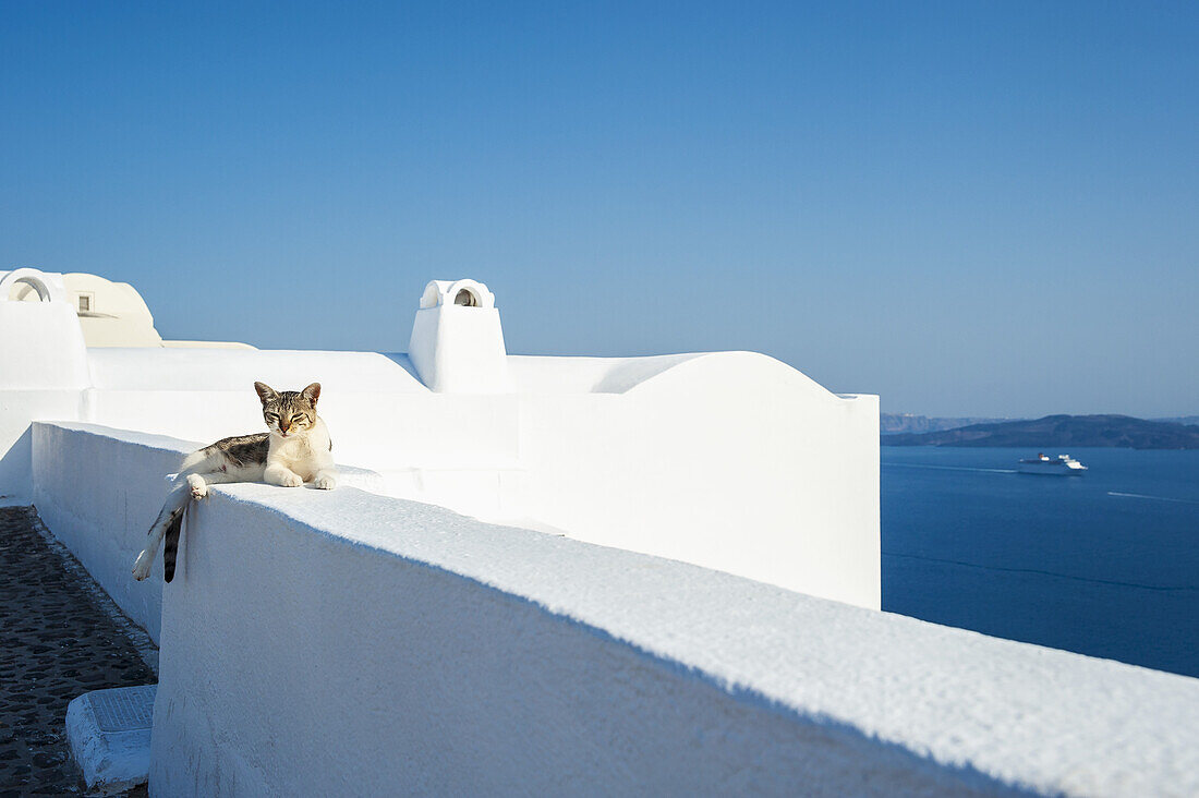 Eine Katze liegt auf einer weiß getünchten Mauer mit Blick auf das Ägäische Meer; Oia, Santorin, Griechenland