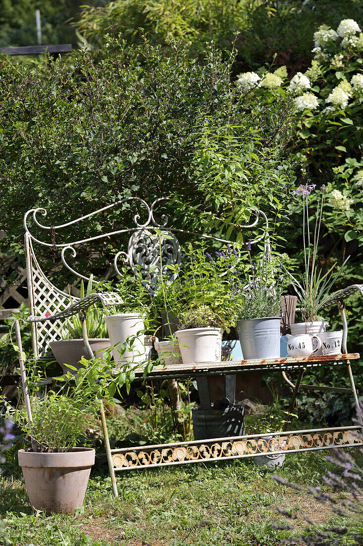 Fresh garden herbs on a old metal bench