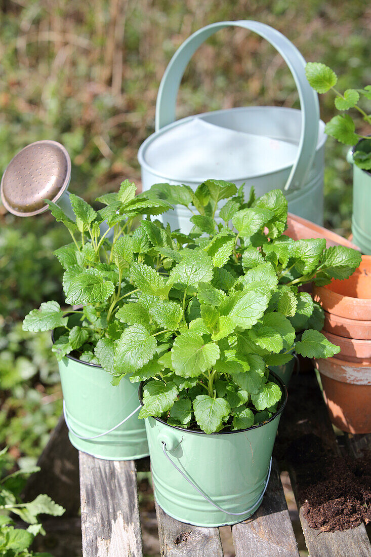 Fresh lemon balm in pots