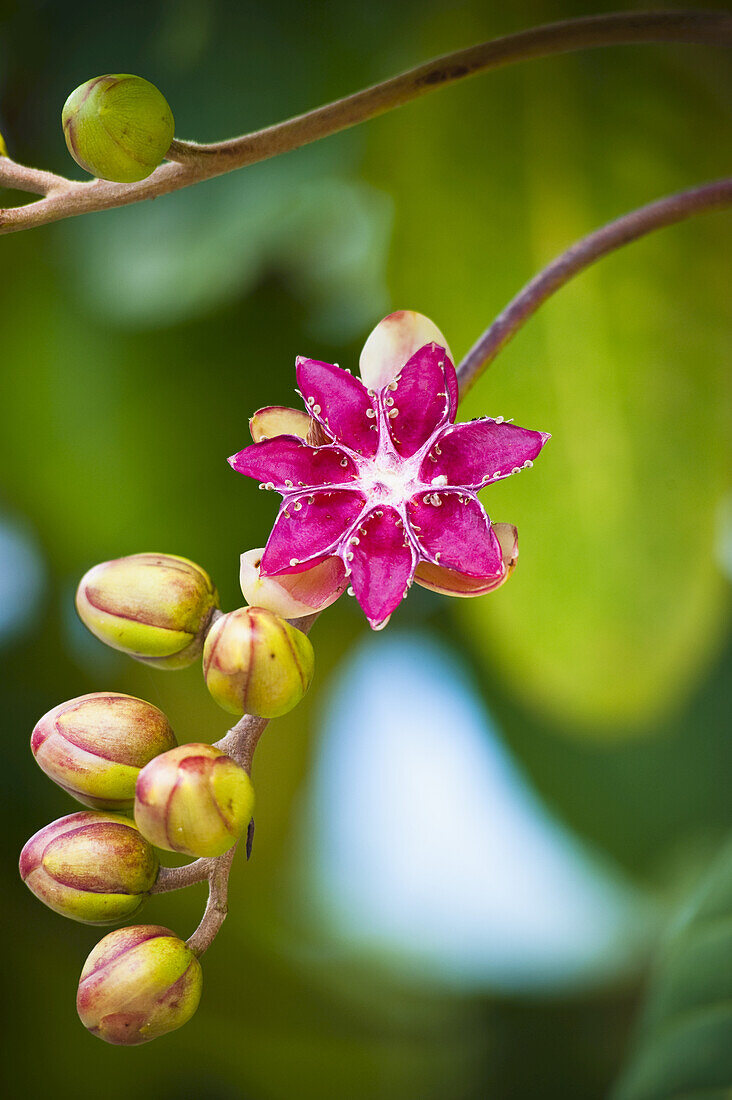 Blühende Blume mit Knospen auf einem Stängel; Seria District, Brunei