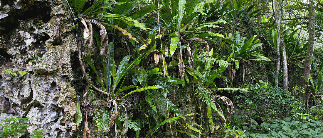 Zerklüftetes Landesinnere mit dichtem, üppigem Wald; Atiu Island, Cookinseln