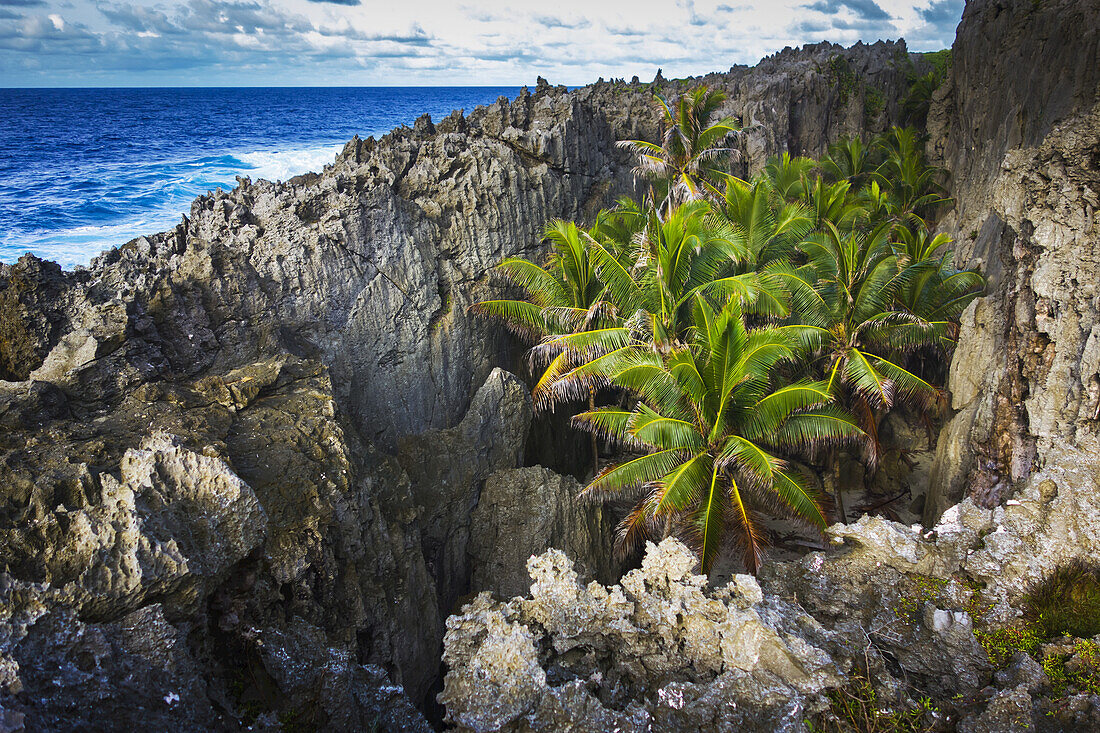 Rugged Coastline With Palm Trees; Niue