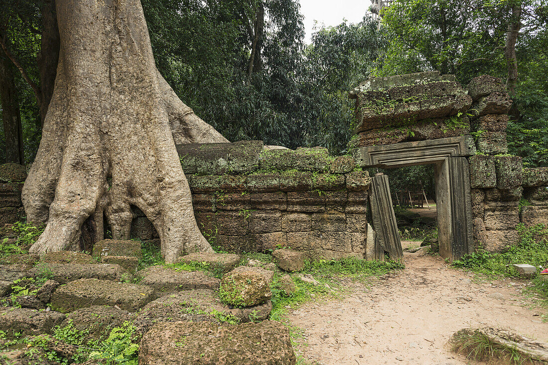 Ta Prohm, beeindruckender Tempel im Angkor-Gebiet, erbaut im 12. Jahrhundert; Siem Reap, Kambodscha