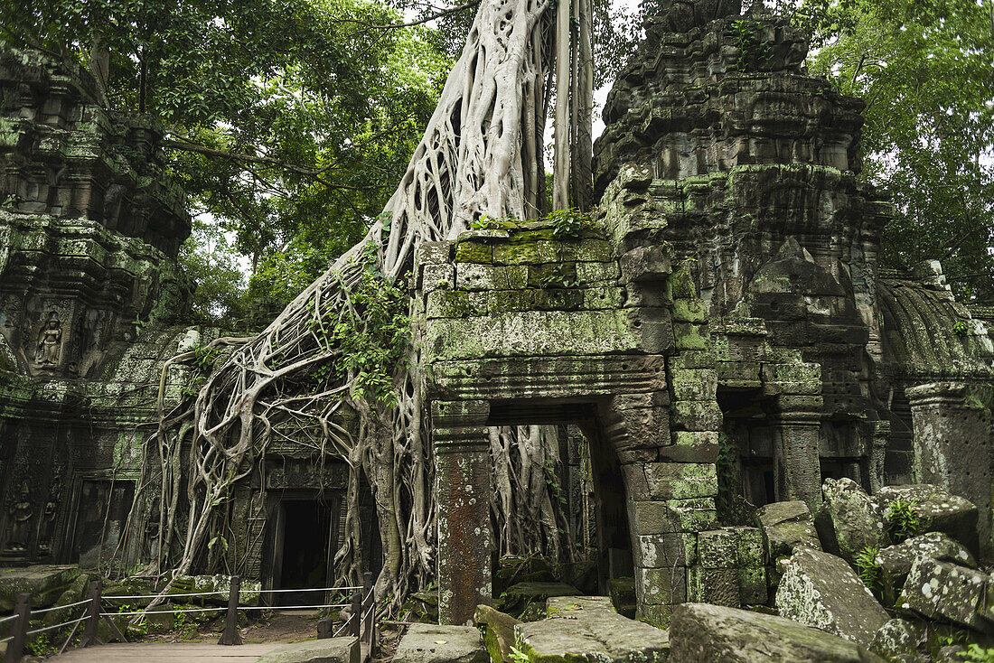 Ta Prohm, beeindruckender Tempel im Angkor-Gebiet, erbaut im 12. Jahrhundert; Siem Reap, Kambodscha