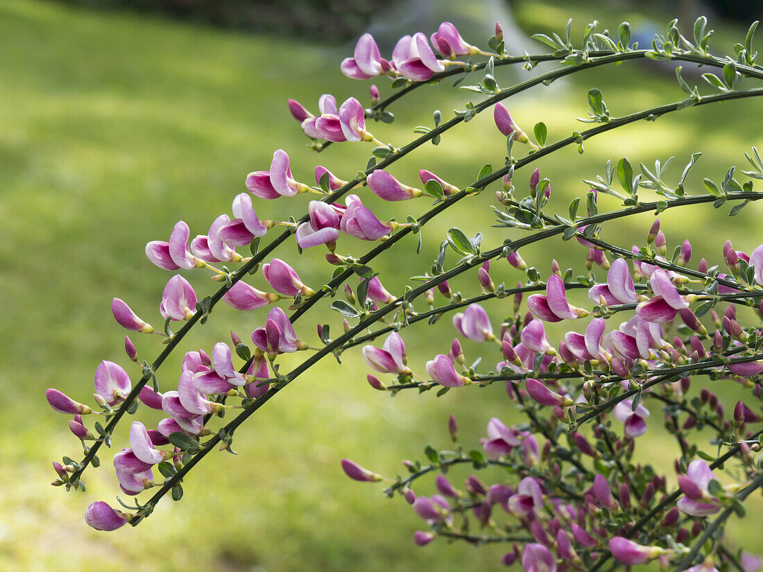 Purple Broom Blossom; England