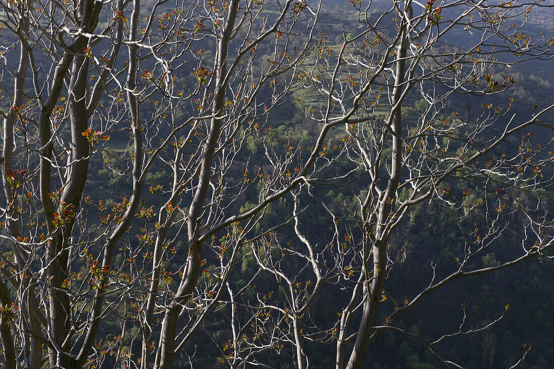 Baum im Frühling in der Sierra Nevada; Andalusien, Spanien