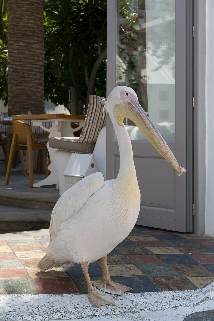 Ein Pelikan am Eingang zu einem Restaurant; Mykonos-Stadt, Mykonos, Kykladen, Griechische Inseln, Griechenland