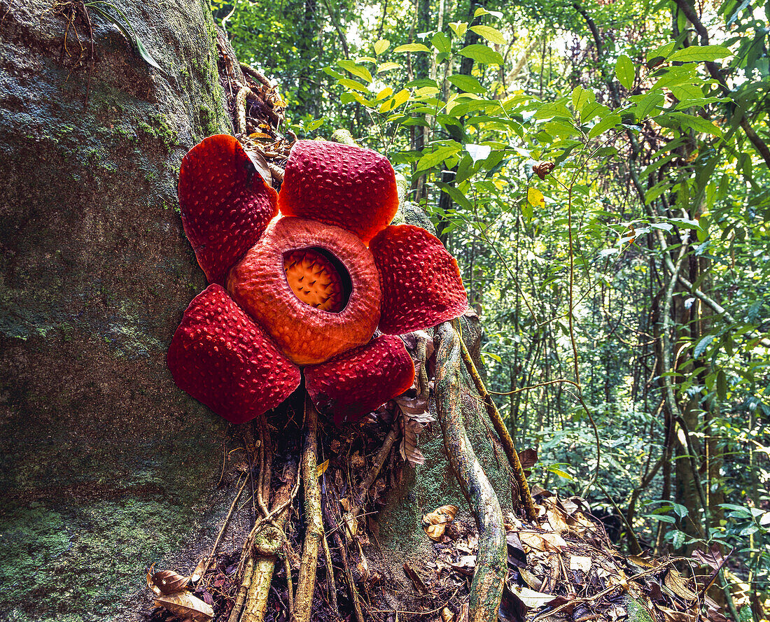 Rafflesia, die größte Blume der Welt; Sarawak