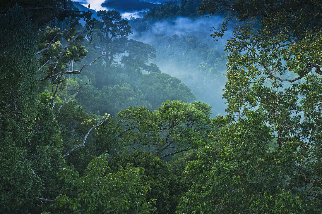 Jungle Scene On Canopy Walk At Ulu Temburong National Park; Brunei