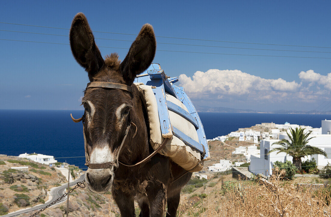 A Donkey In A Field; Sifnos, Cyclades, Greek Islands, Greece