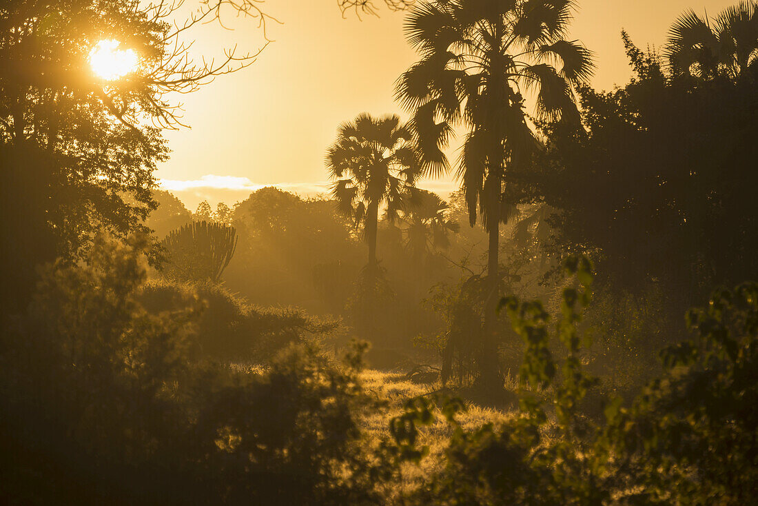 Blick durch den Busch bei Sonnenaufgang, Liwonde National Park; Malawi