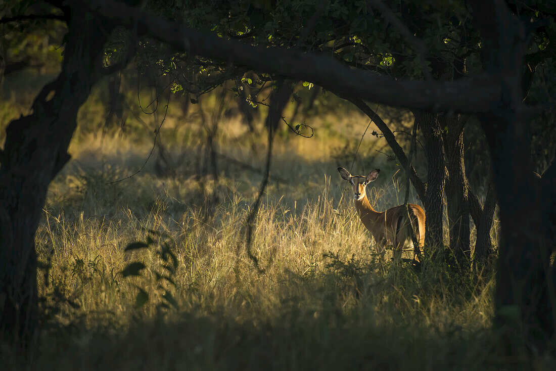 Wachsamer Impala (Aepyceros Melampus), der bei Sonnenaufgang durch die Büsche schaut, Liwonde National Park; Malawi