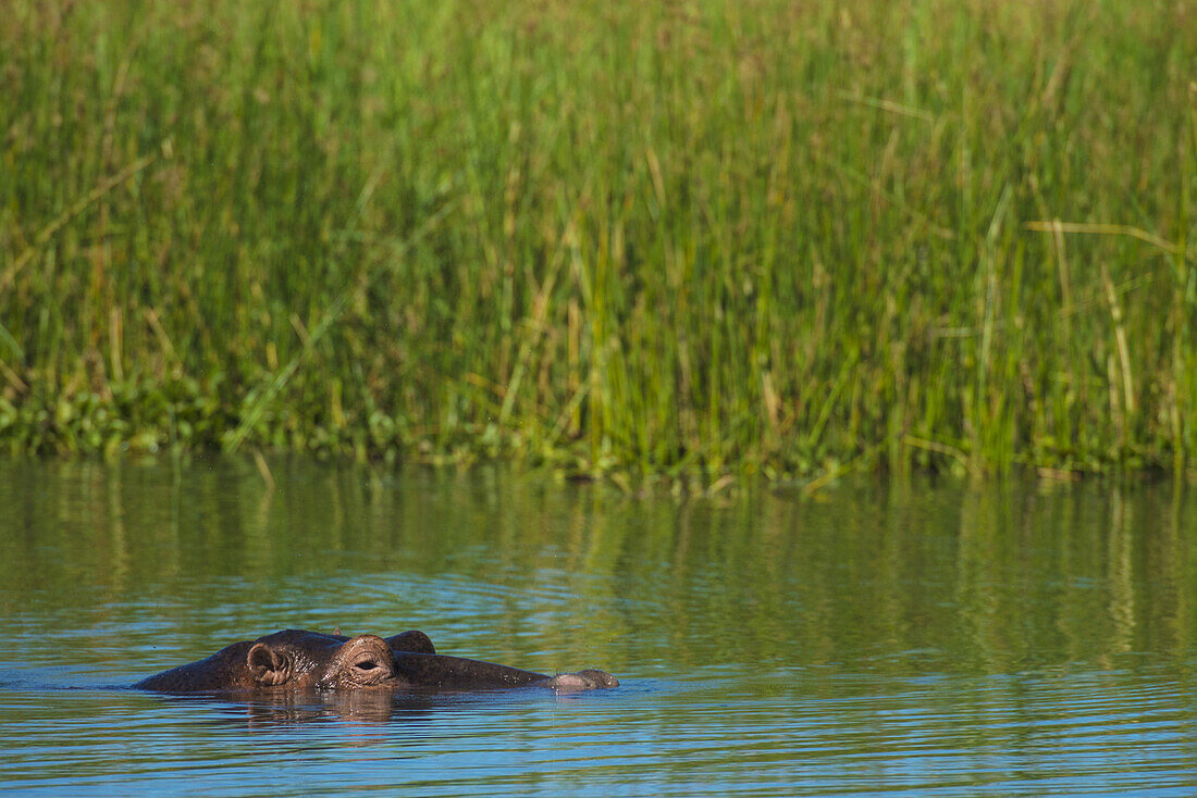 Flusspferd (Hippopotamus Amphibius), das aus dem Shire River herausschaut, Liwonde National Park; Malawi