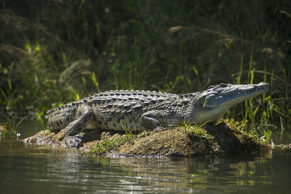 Krokodil sonnt sich auf einer Schlammbank im Shire River, Liwonde National Park; Malawi