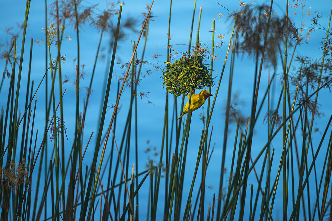 Masked Weaver Hanging From Nest On The Banks Of The Shire River, Liwonde National Park; Malawi