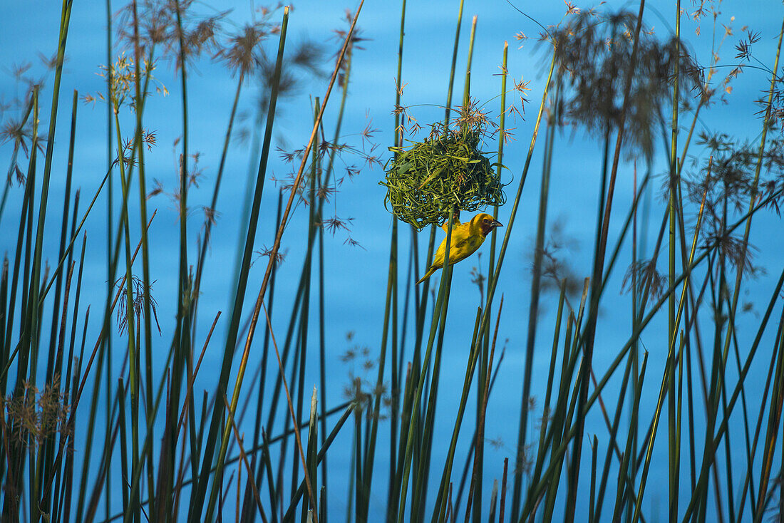 Maskenweber am Nest hängend am Ufer des Shire River, Liwonde National Park; Malawi