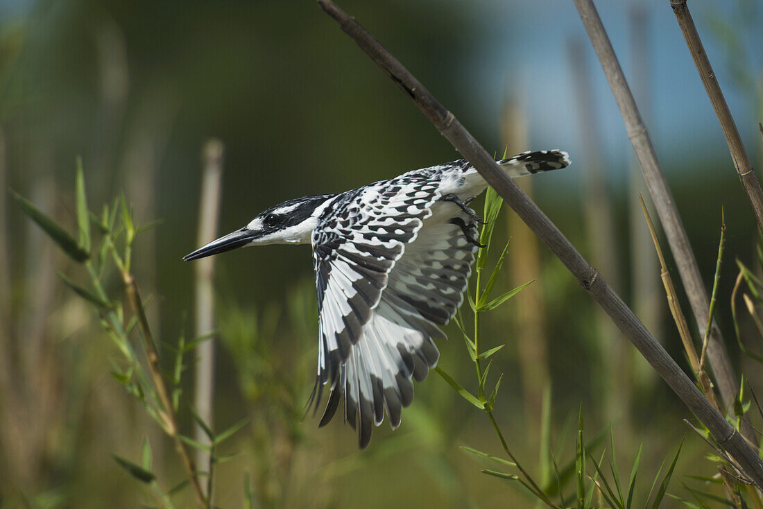 Elsterfischer (Ceryle Rudis) im Flug, Liwonde-Nationalpark; Malawi