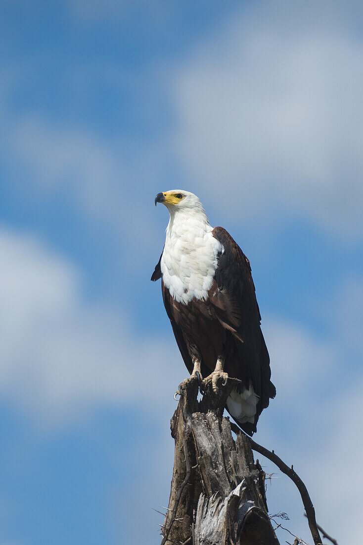 Afrikanischer Fischadler (Haliaeetus Vocifer) auf einem Baumstumpf, Liwonde-Nationalpark; Malawi