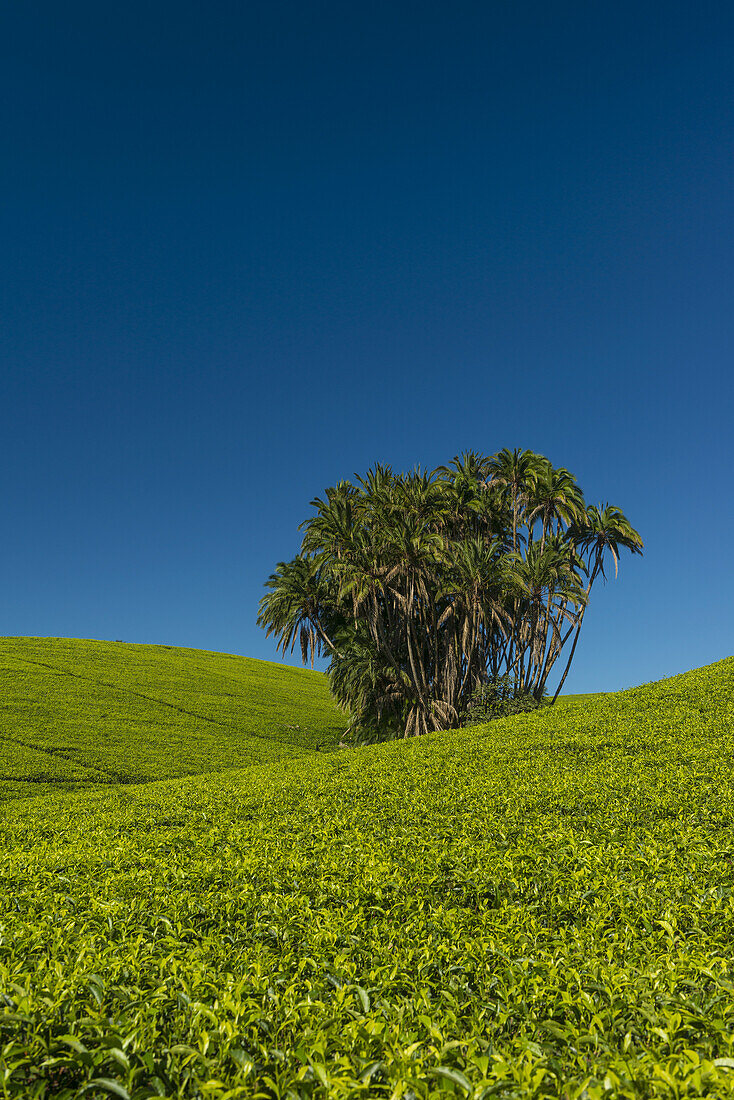 Sammlung von Palmen inmitten von mit Teesträuchern bewachsenen Hügeln, Satemwa Tea Estate; Thyolo, Malawi