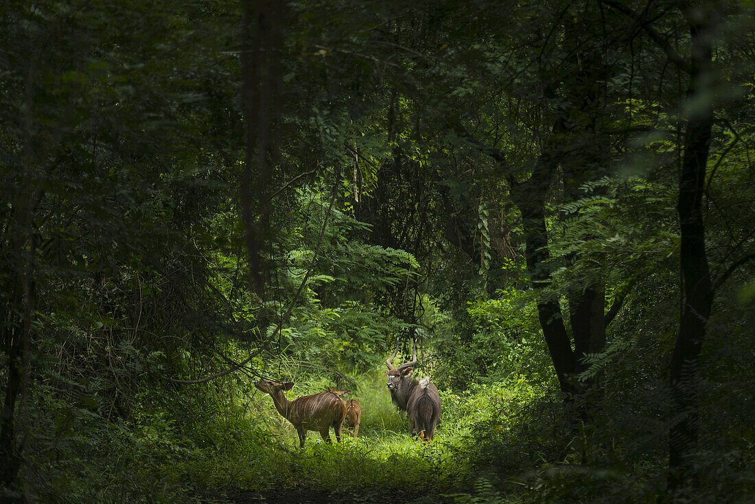 Männchen mit zwei weiblichen Nyala-Antilopen, Nyala Wildlife Park, in der Nähe von Chikwawa; Malawi