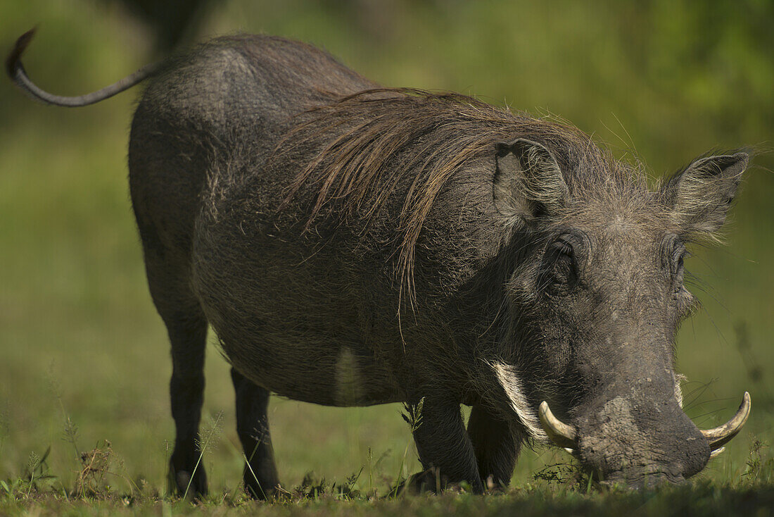 Warzenschwein (Phacochoerus Africanus) beim Grasen im Liwonde National Park; Malawi